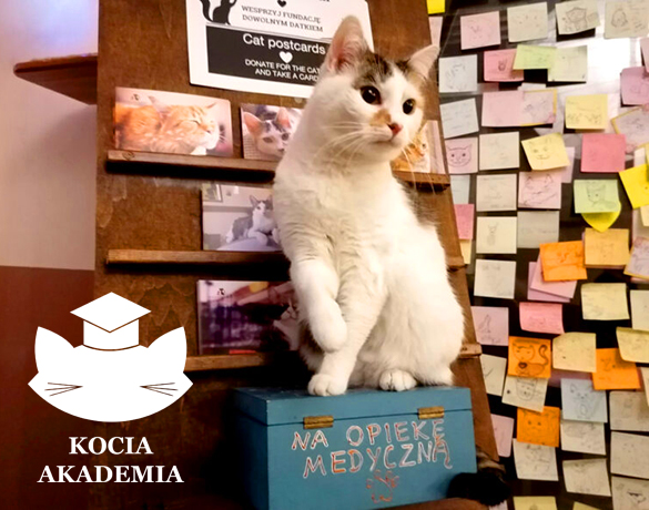 Fundacja Kocia Akademia Kraków