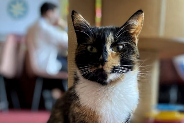 Kocia Kawiarnia Brawurka