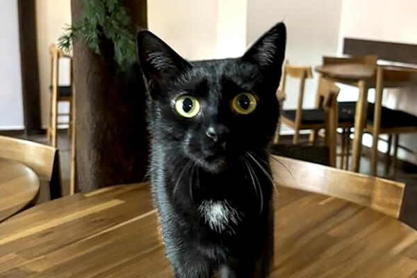 Kocia Kawiarnia Espresso