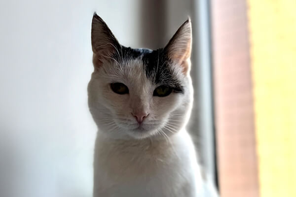 Kocia Kawiarnia Ricottka