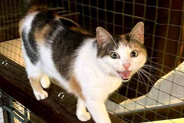 Kocia Kawiarnia Tiramisu